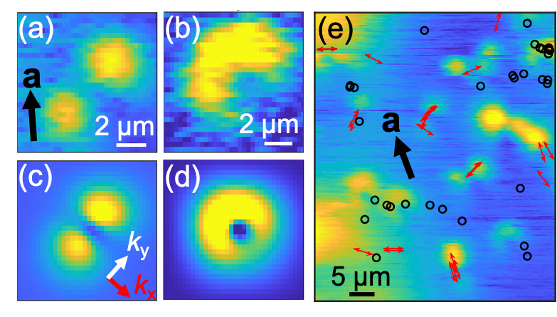 The observed vortex dynamics on URu$_2$Si$_2$ (a),(b) are captured by our simulation with anisotropic (c) and isotropic (d) pinning potential, respectively. (e) The observed local anisotropy of pinning potential on URu$_2$Si$_2$  was not ordered. Reprinted figure from [2]. Copyright 2021, by American Physical Society.